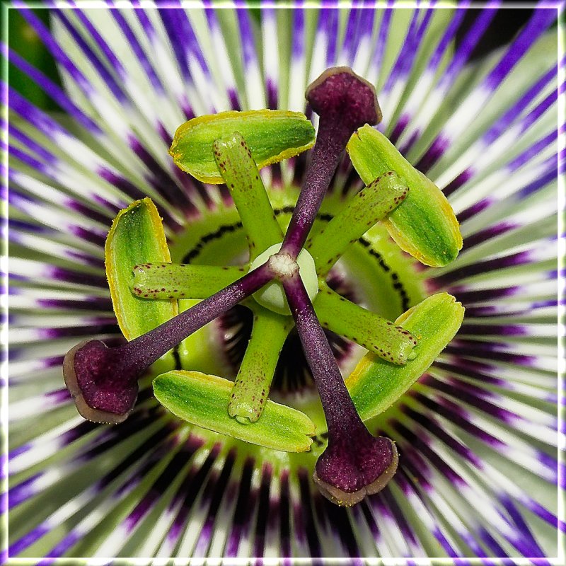 The Heart of A Passion Flower