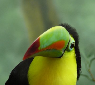 Toucan