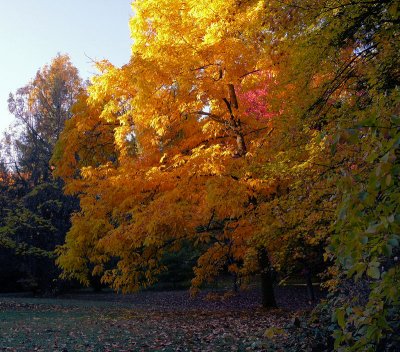 Seattle Arboretum