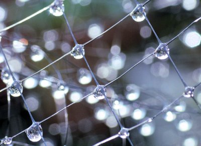 Garden Net Drops