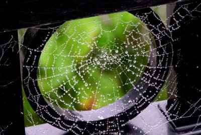 SpiderWeb