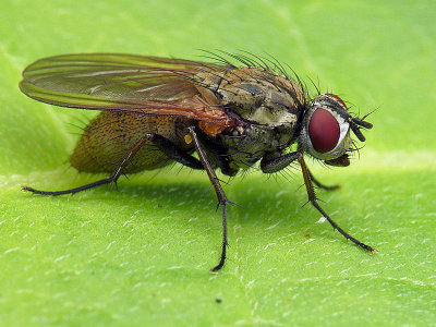 Fly