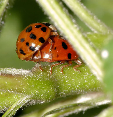 Ladybugs