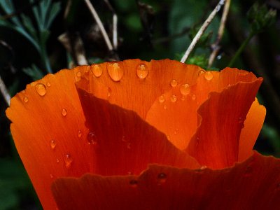 Orange Poppy