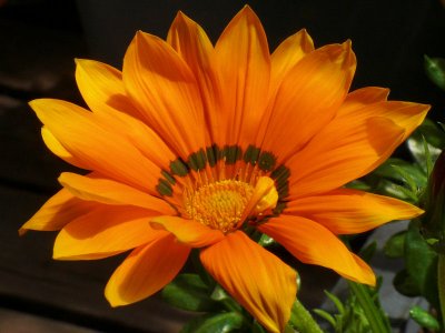 Gazania