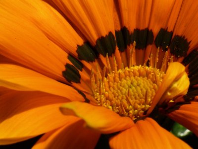 Gazania macro