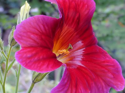 Salpiglossis