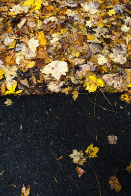 Fall