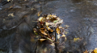 Fall