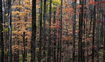 Fall