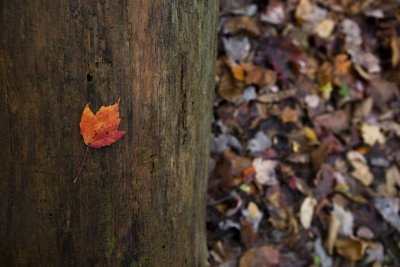 Fall