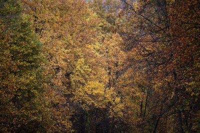 Fall