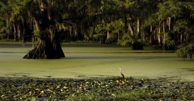 Blue Heron