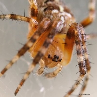 Araneus diadematus