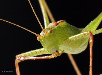 Leptophyes punctatissima