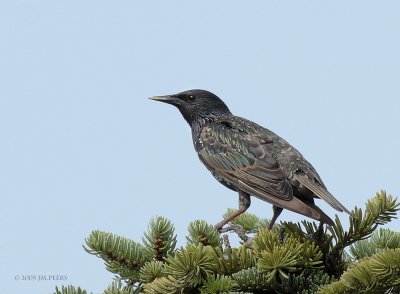 Sturnus vulgaris - Etourneau sansonnet - Common Starling