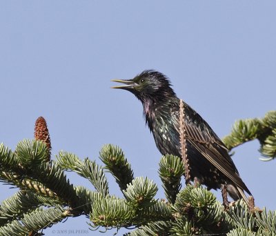 Sturnus vulgaris - Etourneau sansonnet - Common Starling