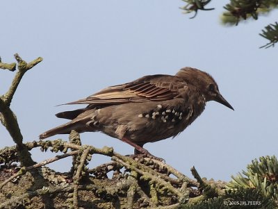 Sturnus vulgaris - Etourneau sansonnet - Common Starling