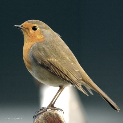 Erithacus rubecula - Rougegorge familier - European Robin