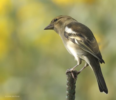 Fringilla coelebs - Pinson des arbres - Common Chaffinch