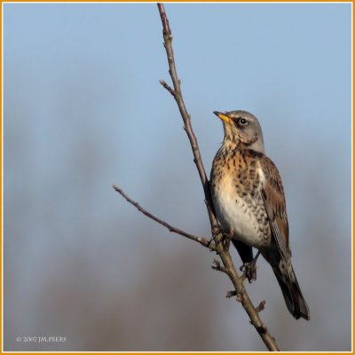 Turdus pilaris - Grive litorne - Fieldfare