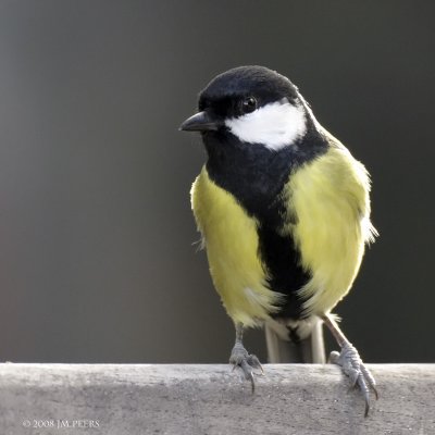 Parus major - Msange charbonnire - Great Tit