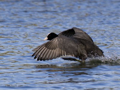 Fulica atra