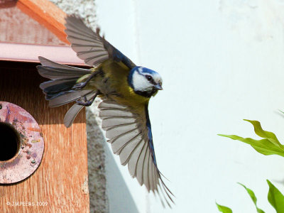 Cyanistes caeruleus