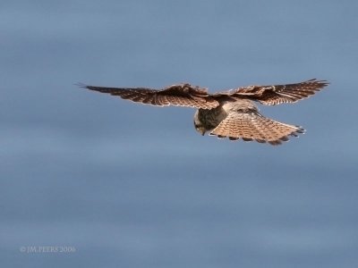 Falco tinnunculus