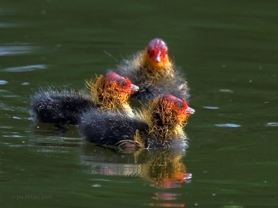 Fulica atra