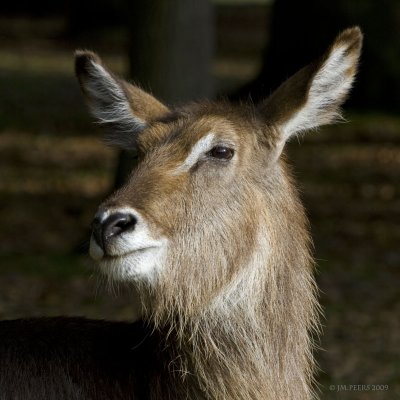 g5/21/598921/3/118841532.FPHpnzJz.jpg