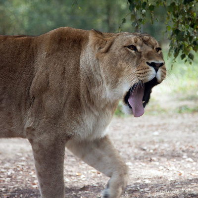 Panthera leo