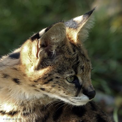 Leptailurus serval (serval)