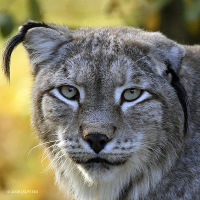 Lynx de Siberie - lynx lynx wrangeli