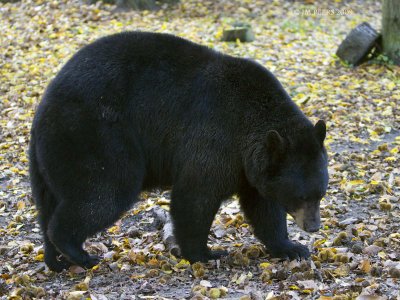 Ursus americanus 