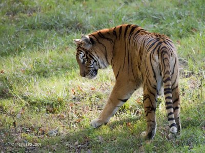 Tigre - Tiger