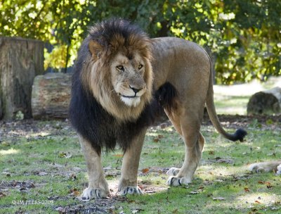 Panthera leo