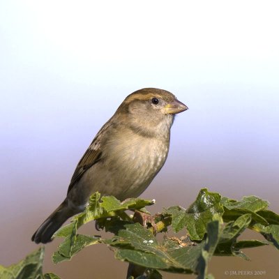 Passer domesticus - Moineau domestique - House Sparrow