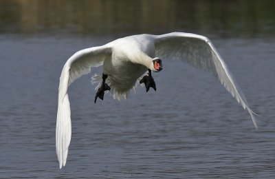 g5/21/598921/3/119523112.P0zqazYc.jpg