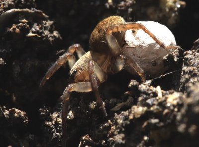 Lycosidae pardosa sp