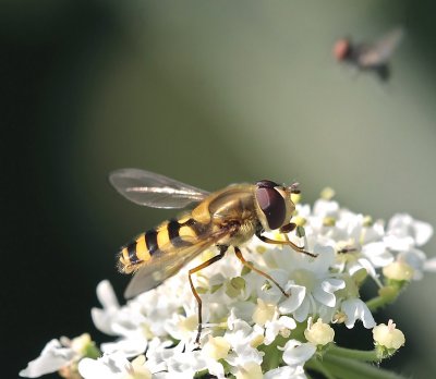 Syrphus ribesii