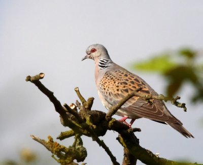 Streptopelia turtur