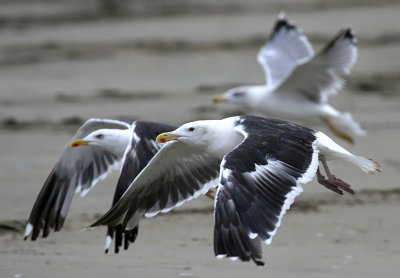 Larus marinus