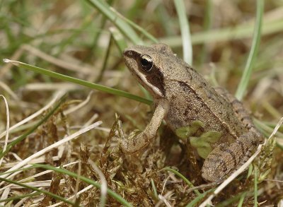 Rana dalmatina