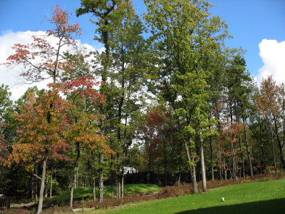Colors in the backyard