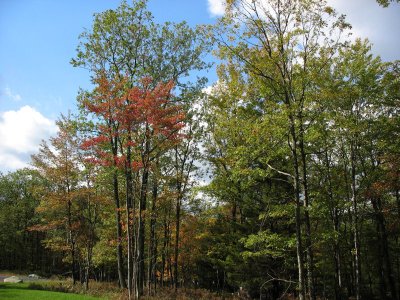 Trees in the front yard