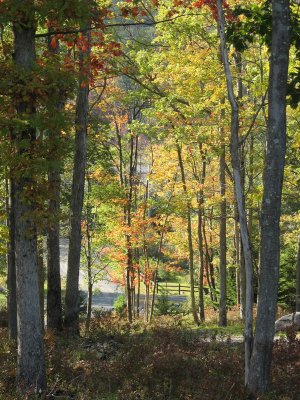 Through the trees