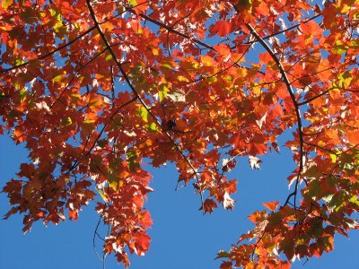 Beautiful red