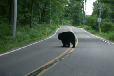 Blurry, but definitely a bear!