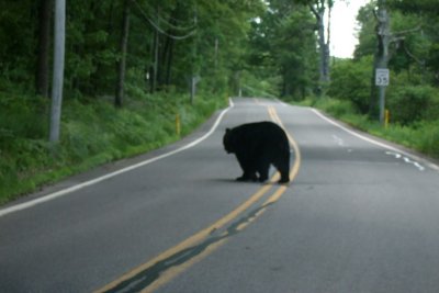 Bears